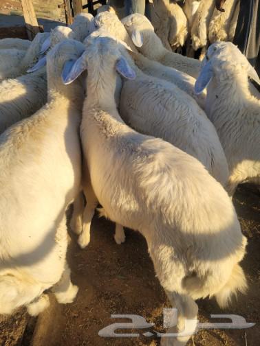 Your slaughter at your house door is luxurious freedom, Kufuwoswakni.63050819153410113