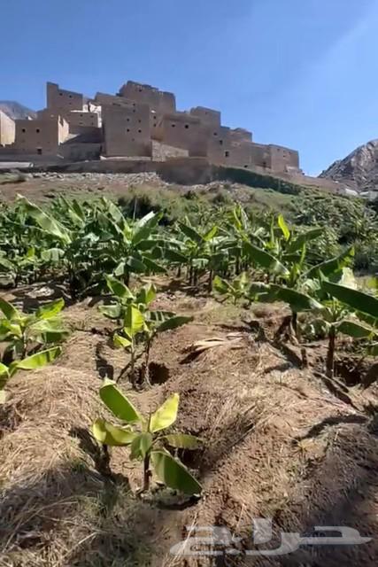 Local banana seedlings, banana with eye of the seedling 30 riyals630508017562891129