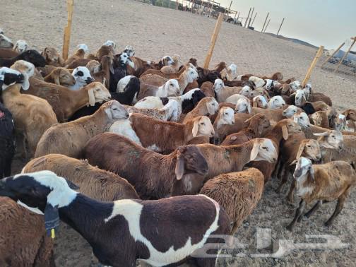 Your slaughter at your house door is luxurious freedom, Kufuwoswakni.63050819153410114