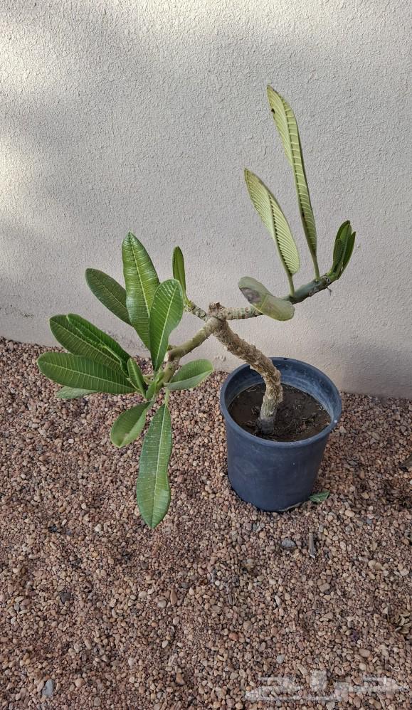 4 Indian Jasmine seedlings for sale630500131810591114