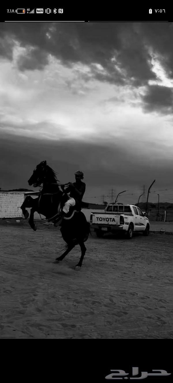 Folk horse63051640071298111
