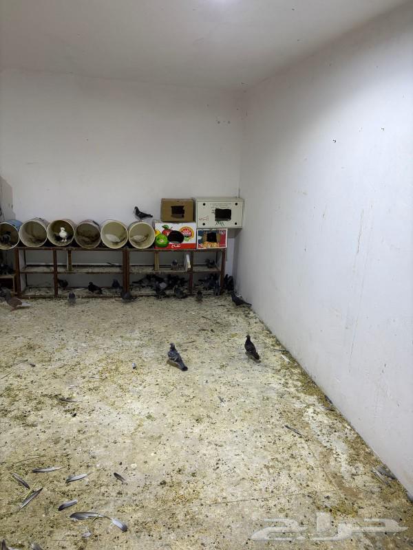 Selling 25 pairs of pigeons with excellent health due to urgent sale63050425449091111