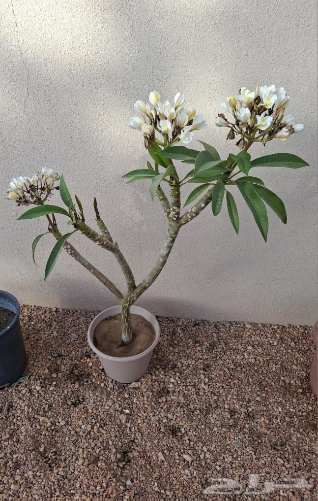 4 Indian Jasmine seedlings for sale63050013181059111