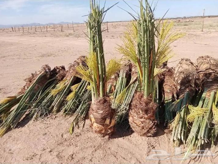 Arabic palm fossils and decorations63052074813954111