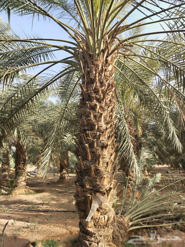 نخل للبيع جميع الأنواع63048888318979111