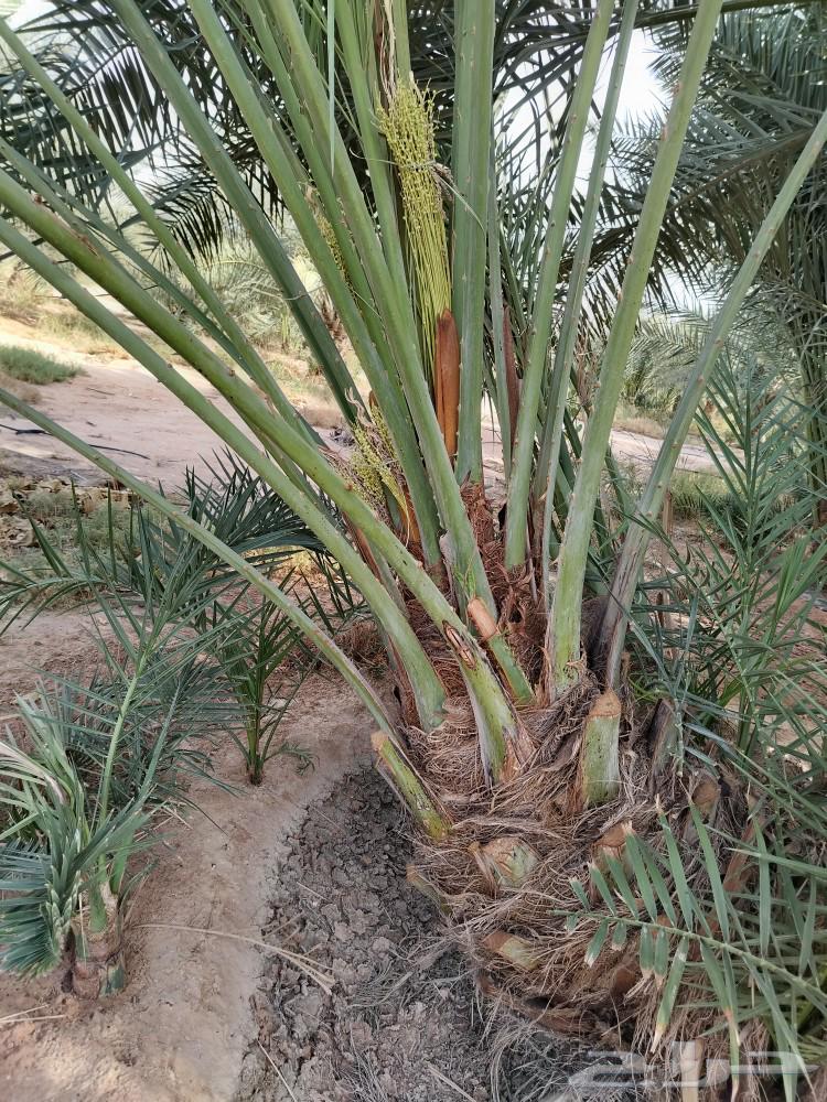 نخل للبيع جميع الأنواع63048888318979114
