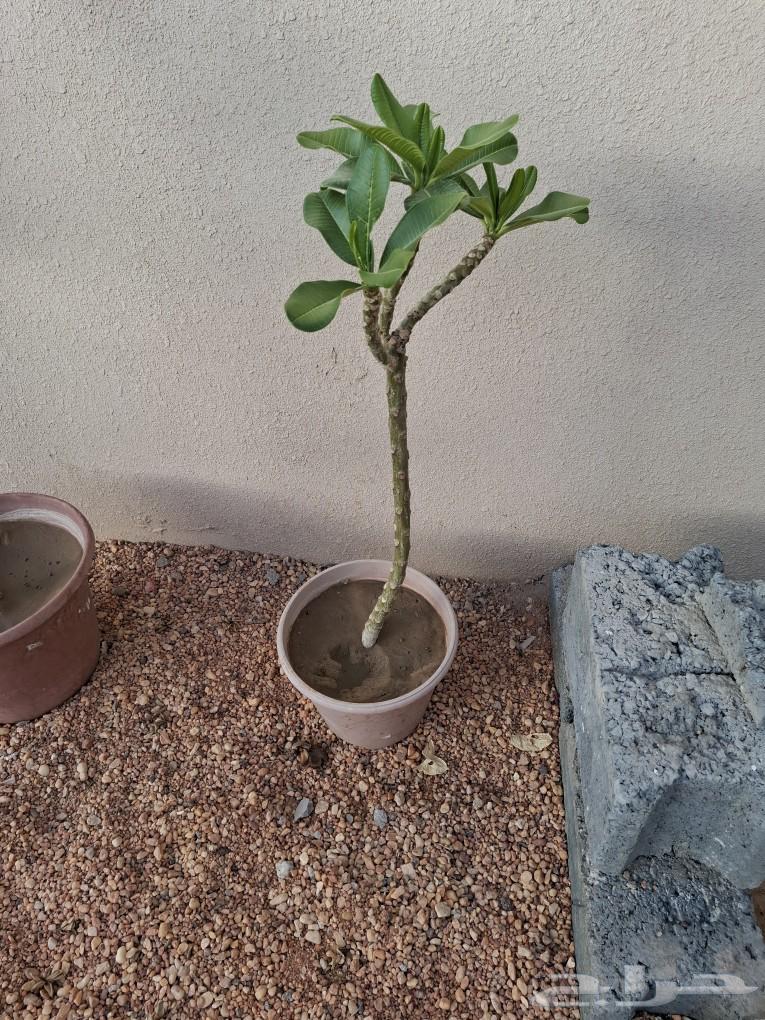 4 Indian Jasmine seedlings for sale63050013181059113