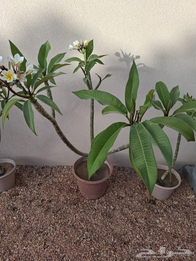 4 Indian Jasmine seedlings for sale63050013181059112