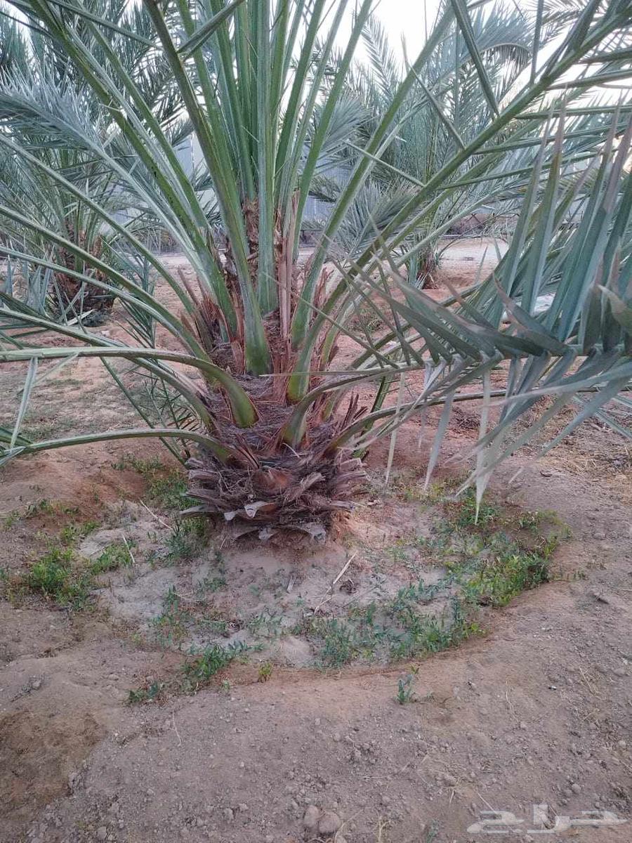Arabic palm fossils and decorations63052074813954113