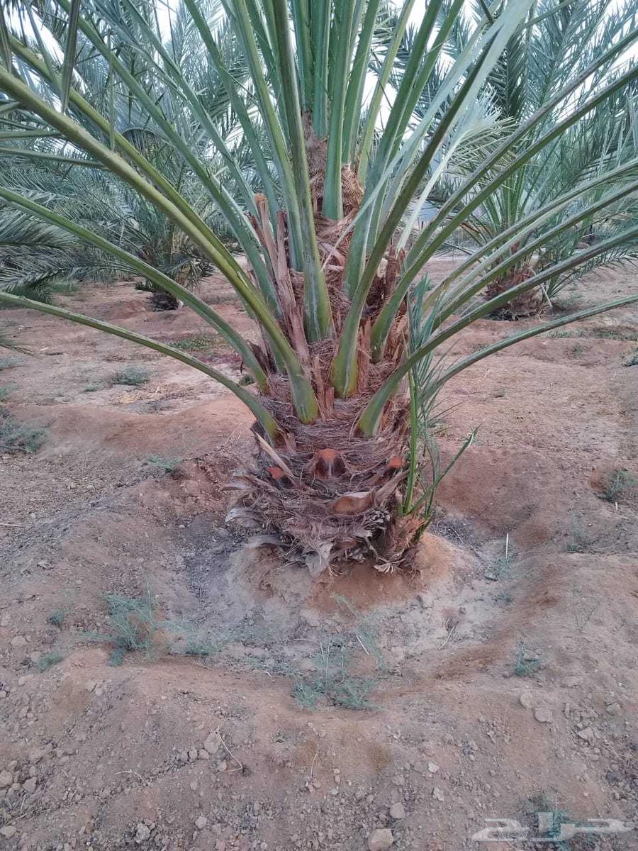 Arabic palm fossils and decorations63052074813954112