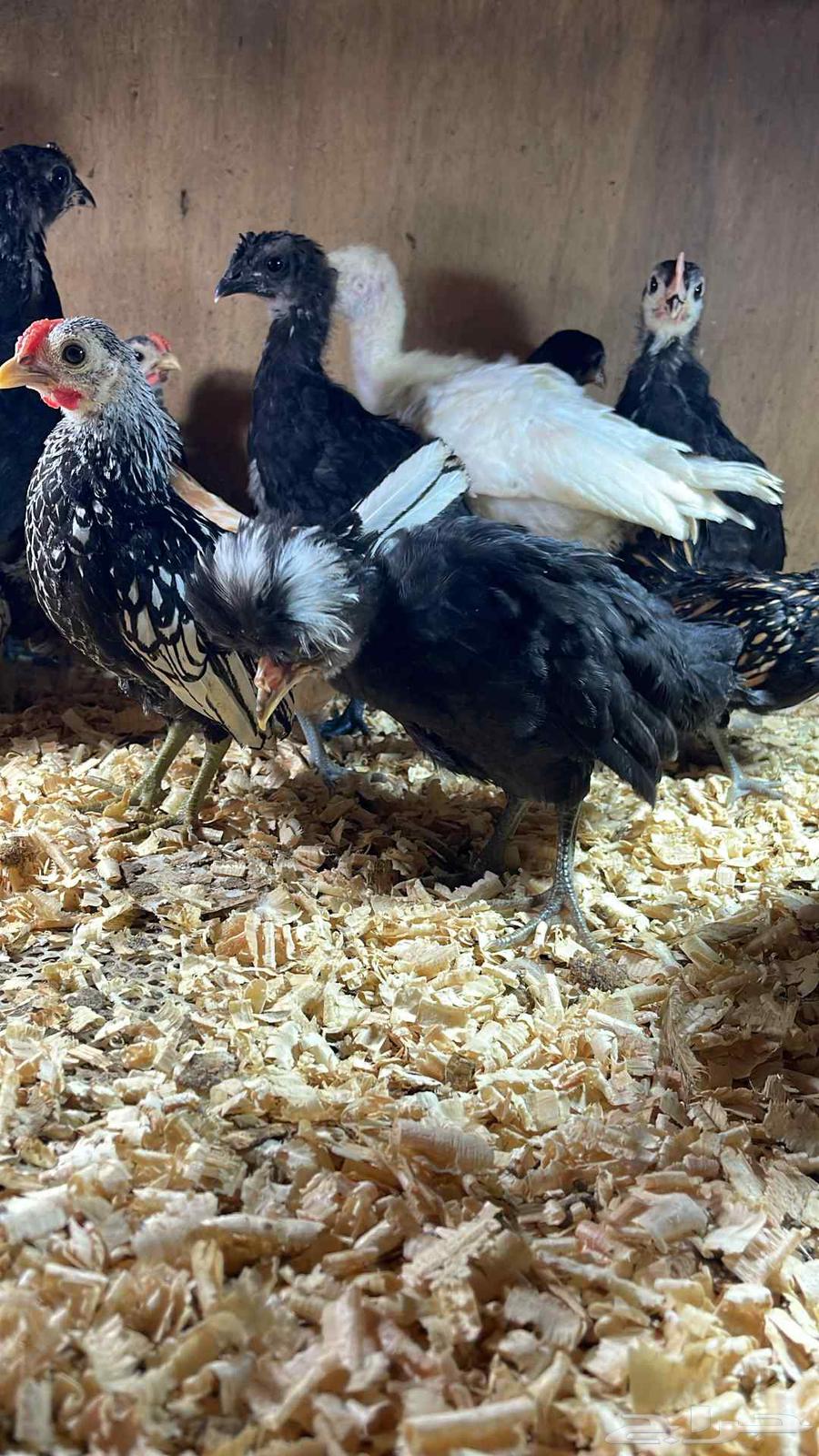 فروخ دجاج زينة63048532149249111