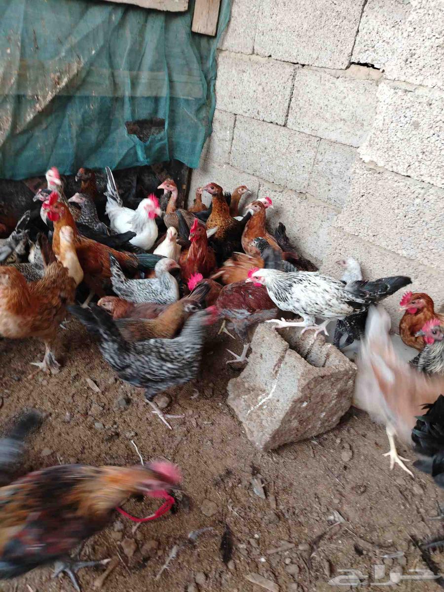 دجاج بلدي وفيومي63048250728834112