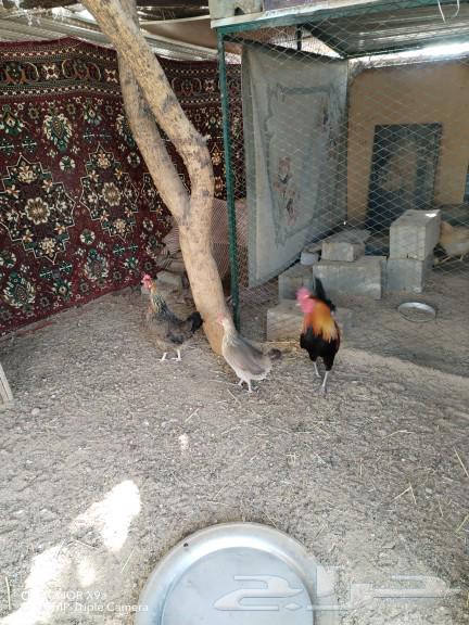 دجاج عربي63048262222977111
