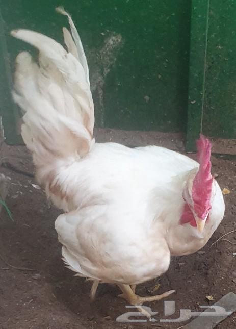 Two hybrid Holman ducks63067602014083111