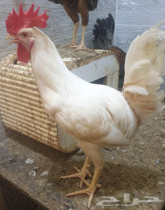 Two hybrid Holman ducks63067602014083112