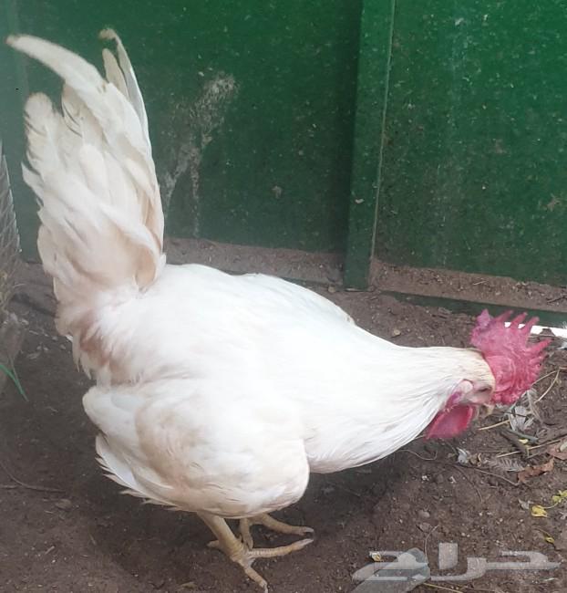 Two hybrid Holman ducks63067602014083113