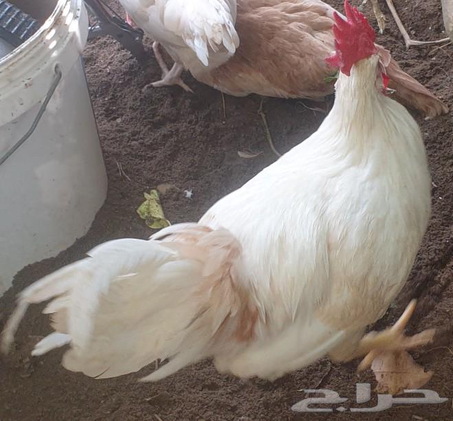 Two hybrid Holman ducks63067602014083114