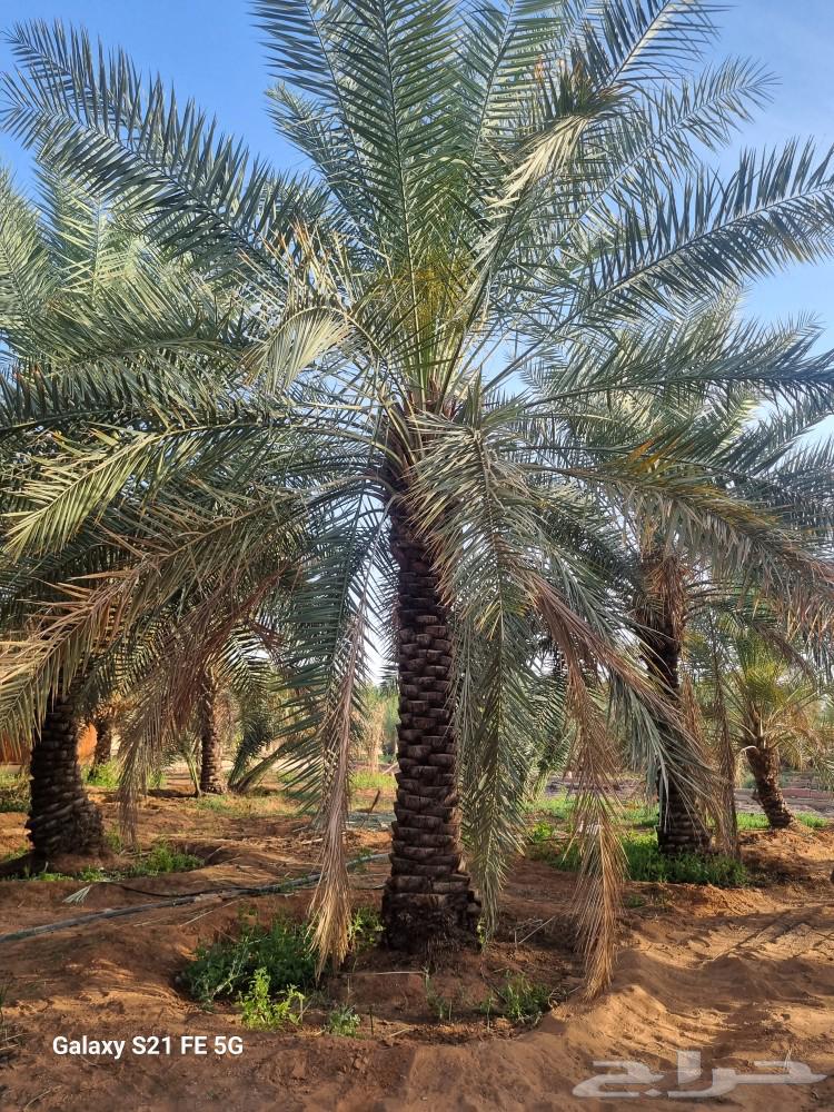 نخيل إخلاص طيب وممتاز من أجود أنواع النخيل بإذن الله63048256625281112