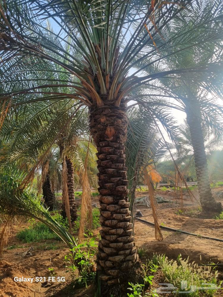 نخيل إخلاص طيب وممتاز من أجود أنواع النخيل بإذن الله63048256625281114