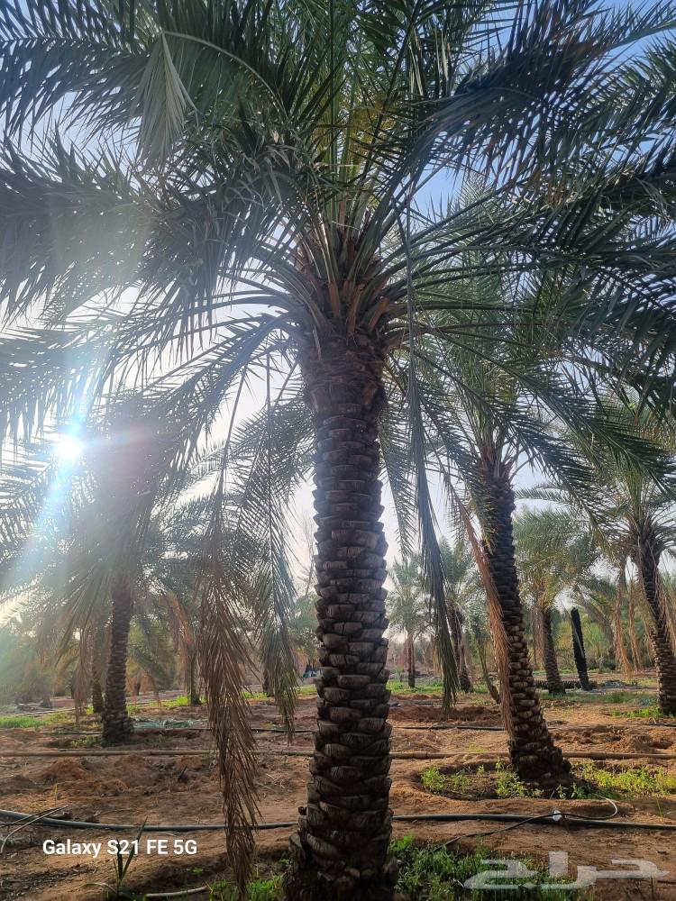 نخيل إخلاص طيب وممتاز من أجود أنواع النخيل بإذن الله63048256625281113