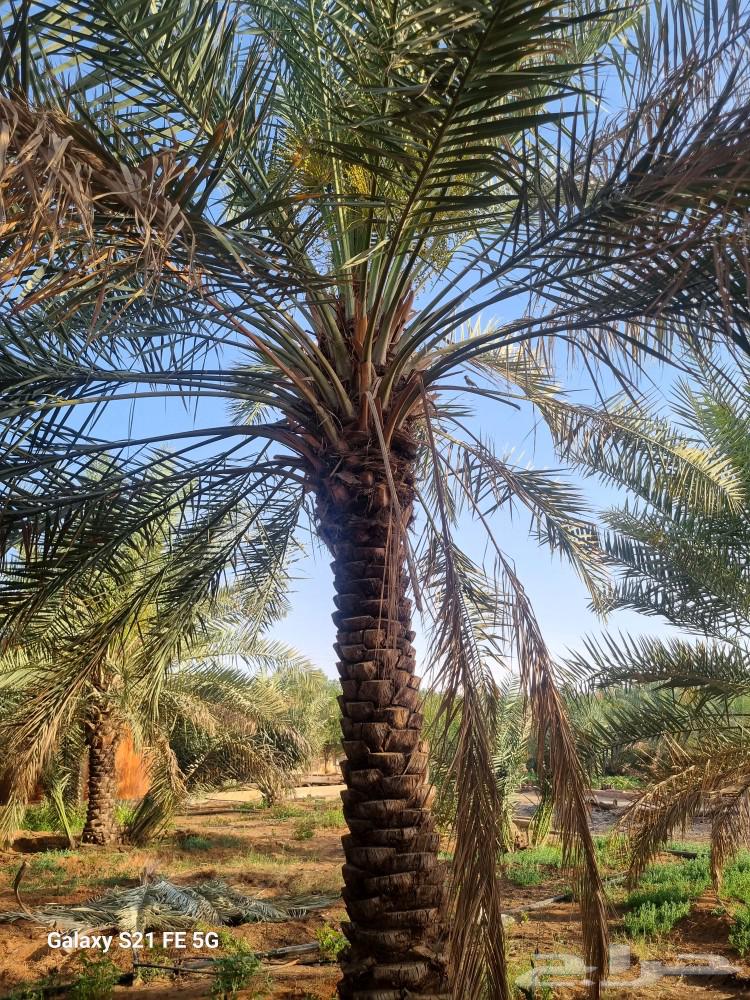 نخيل إخلاص طيب وممتاز من أجود أنواع النخيل بإذن الله63048256625281111