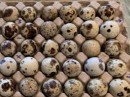 Quail eggs, special offer63045414982786111