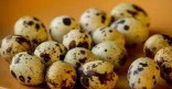 Quail eggs, special offer630454149827861113
