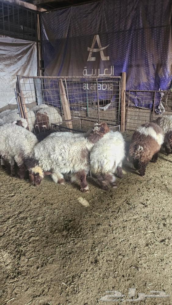 9 خرفان والباقي رخال كلها تضحي من 6 شهور وفوق البيع على السو63470479497347111