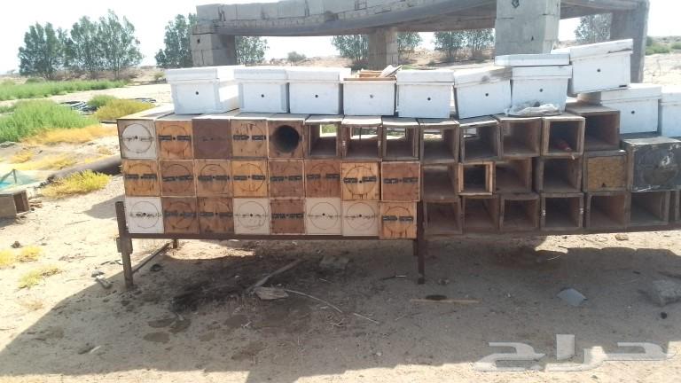Beehive wood for sale, 30 frames, mostly new and unused. For those interested.630458304232981122