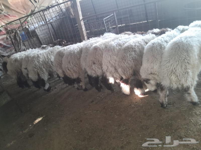 9 خرفان والباقي رخال كلها تضحي من 6 شهور وفوق البيع على السو63470479497347110