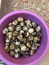 Quail eggs, special offer63045414982786112