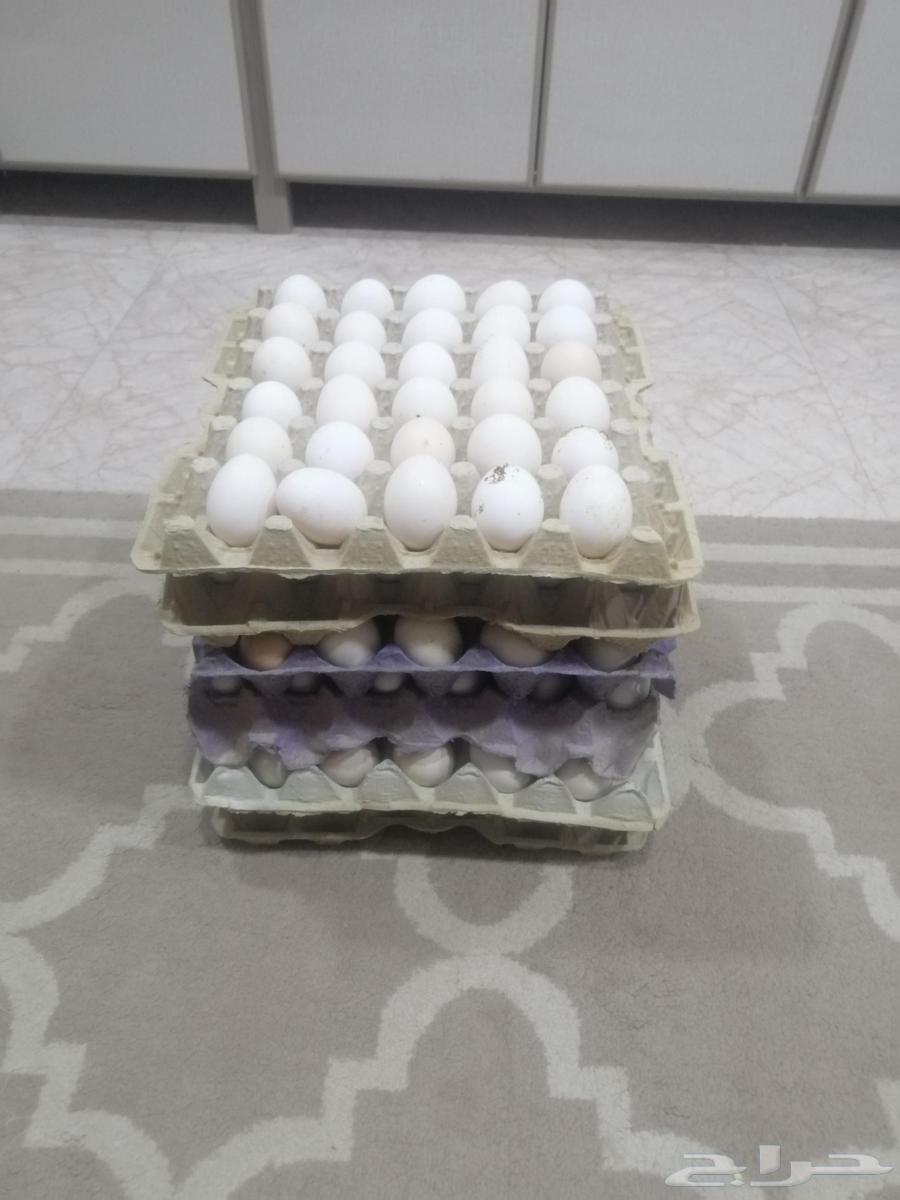 بيض للاكل630411824083221112