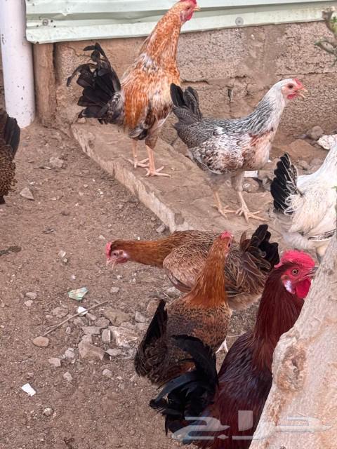 دجاج بلدي للبيع العمر 8 شهر63042952159747112