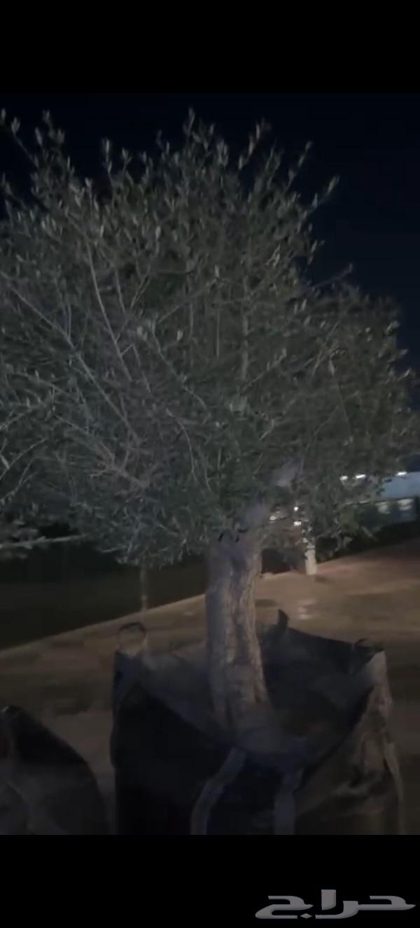 Olive tree about 50 years old for sale, 7 trees, 4500 riyal per tree63041165528833118