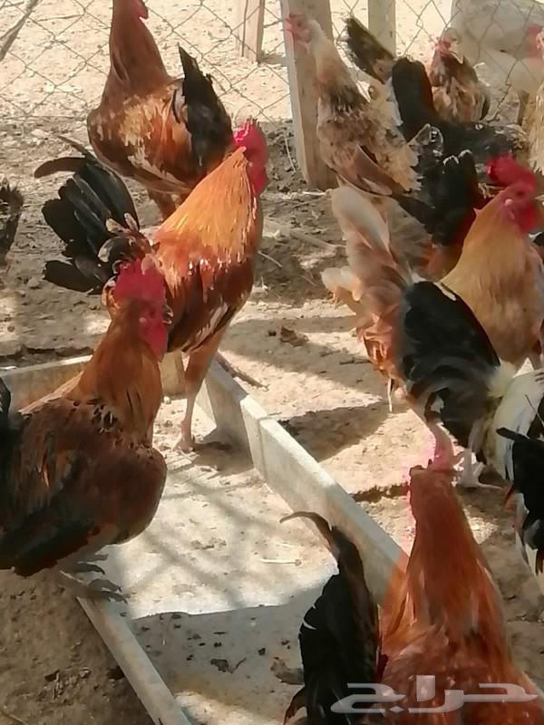 دجاج بلدي للبيع العمر 8 شهر63042952159747114