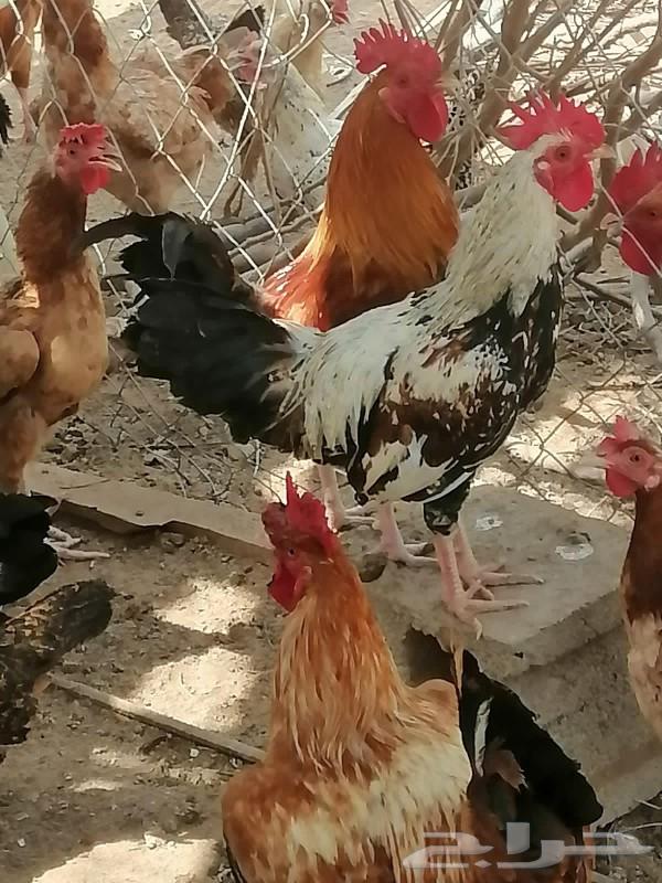 دجاج بلدي للبيع العمر 8 شهر63042952159747113