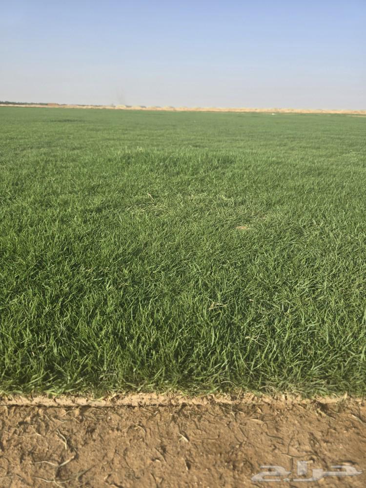 ثيل سي 200063041633232897114