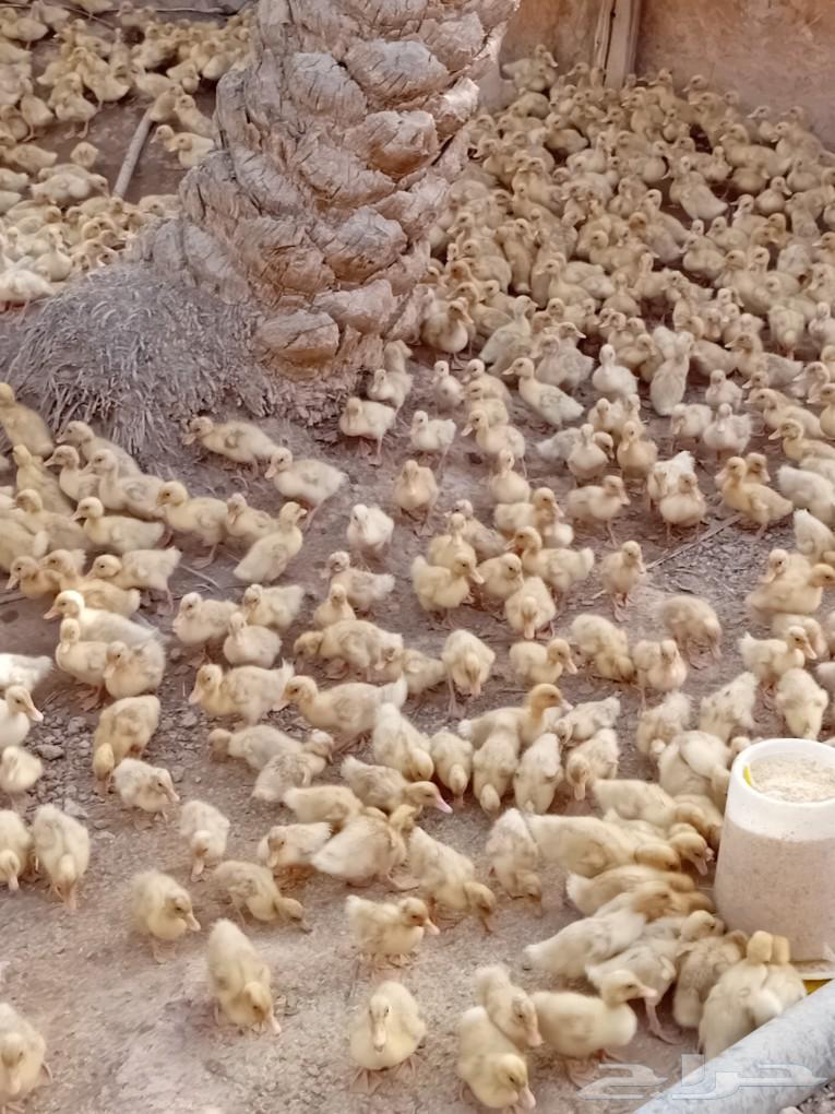 Sauce for Peking duck, incubator with 1500 egg capacity, new condition, hatching rate ratio 90%63057599046658112