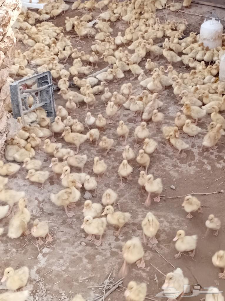 Sauce for Peking duck, incubator with 1500 egg capacity, new condition, hatching rate ratio 90%63057599046658114