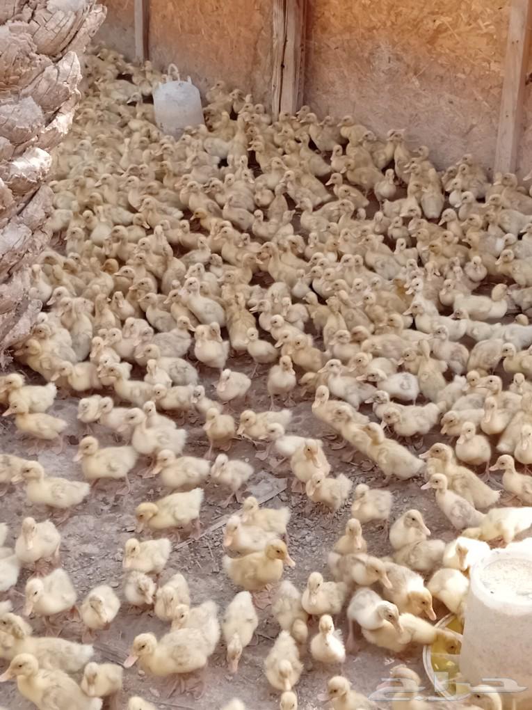 Sauce for Peking duck, incubator with 1500 egg capacity, new condition, hatching rate ratio 90%63057599046658113