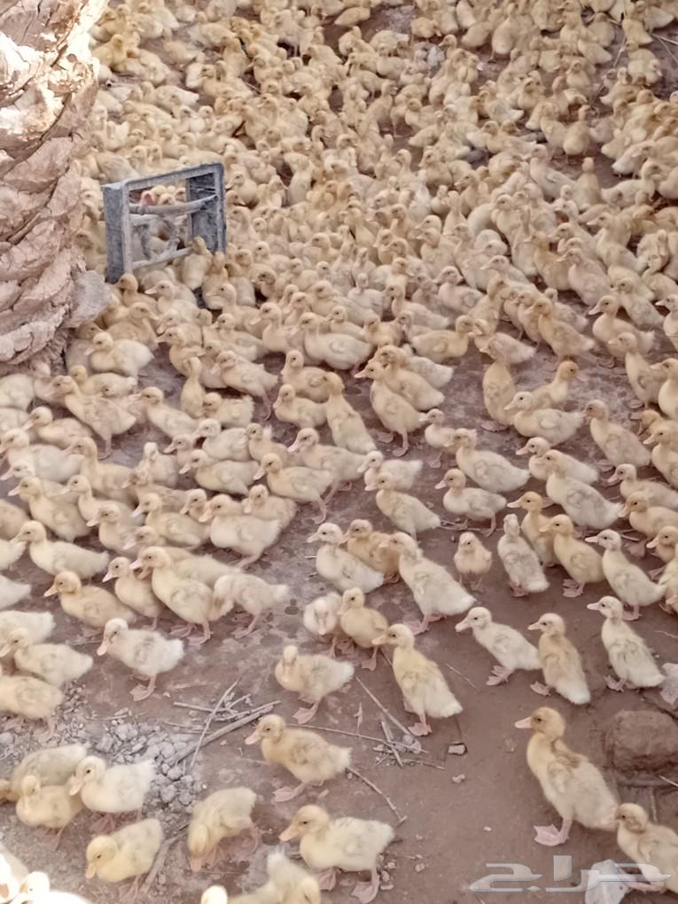 Sauce for Peking duck, incubator with 1500 egg capacity, new condition, hatching rate ratio 90%63057599046658111