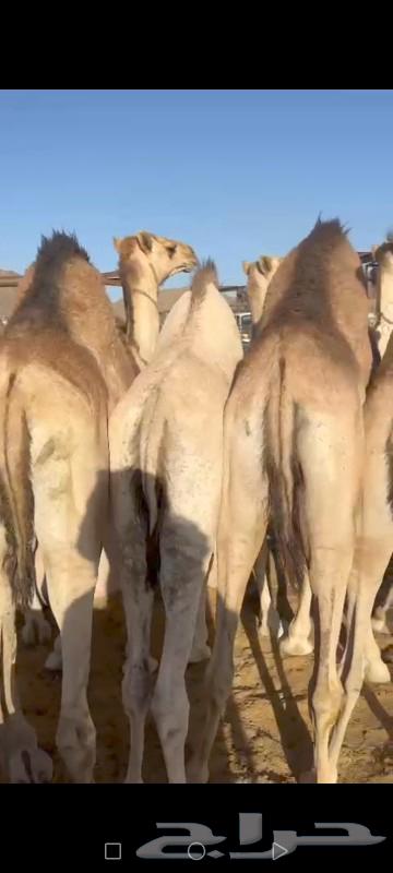 The two-seat for sale, separate wives and the site initiator in Najran631100595823391118