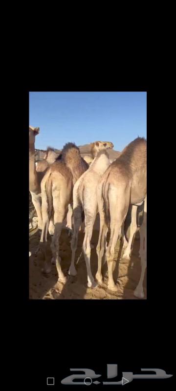 The two-seat for sale, separate wives and the site initiator in Najran63110059582339111
