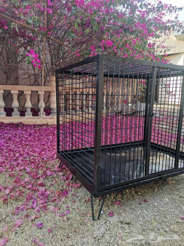 Cat cage63109355280386113