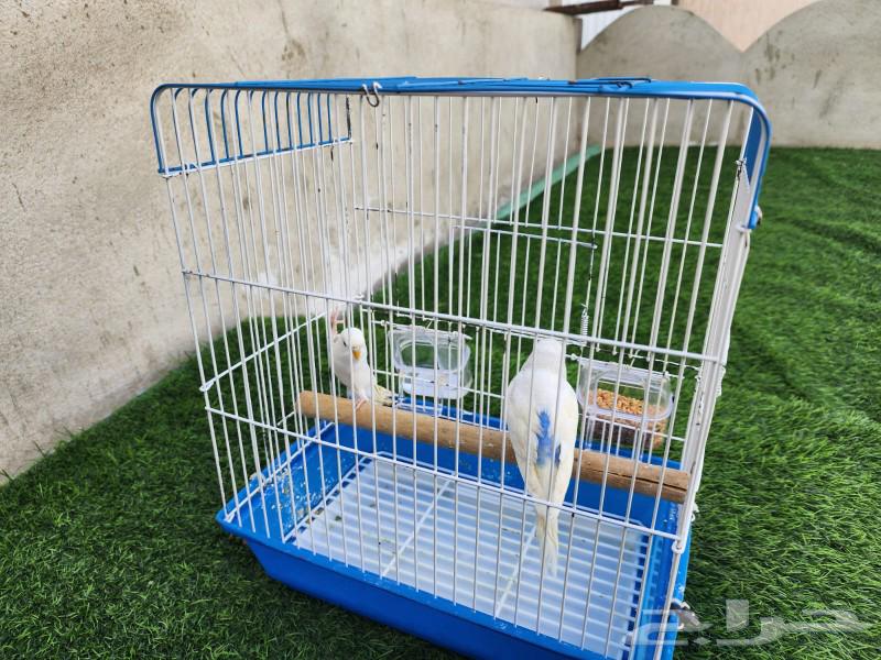 Budgie birds63109693251459112