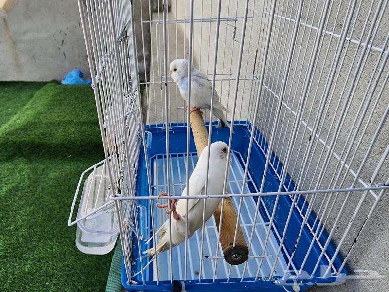 Budgie birds63109693251459111