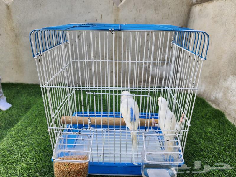 Budgie birds63109693251459114