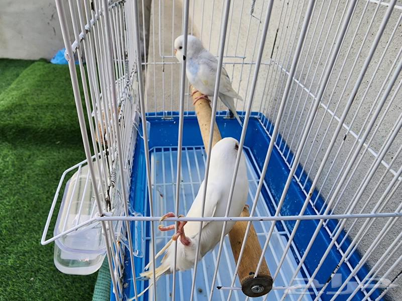 Budgie birds63109693251459113
