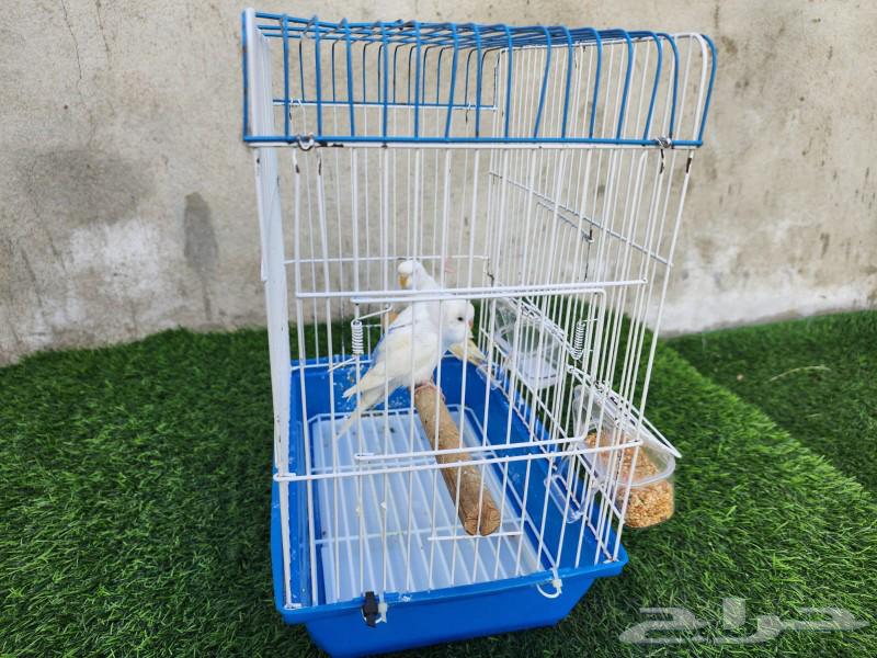 Budgie birds631096932514591113