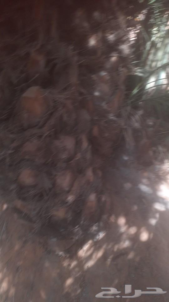 نخل63039121522305114